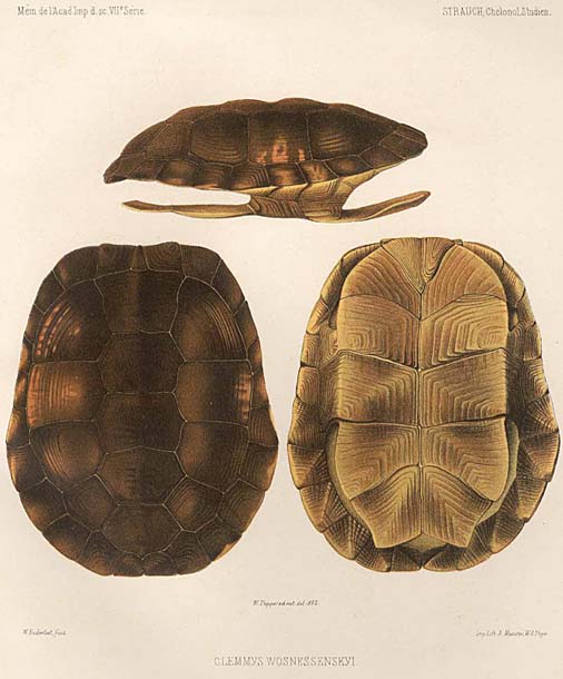 Turtle specimens, 1862